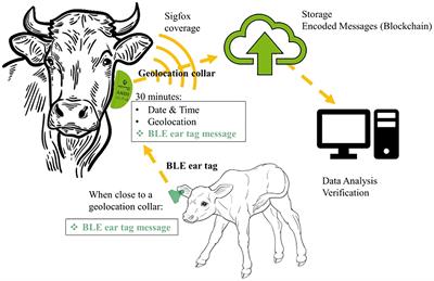 Determining calf traceability and cow–calf relationships in extensive farming using geolocation collars and BLE ear tags